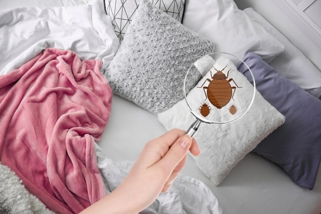 Benefits of using a professional bed bug exterminator vs home remedies